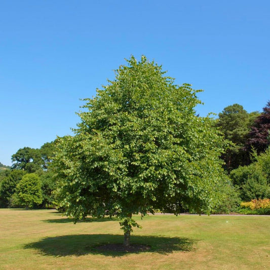 Tilia cordata - Skogslind