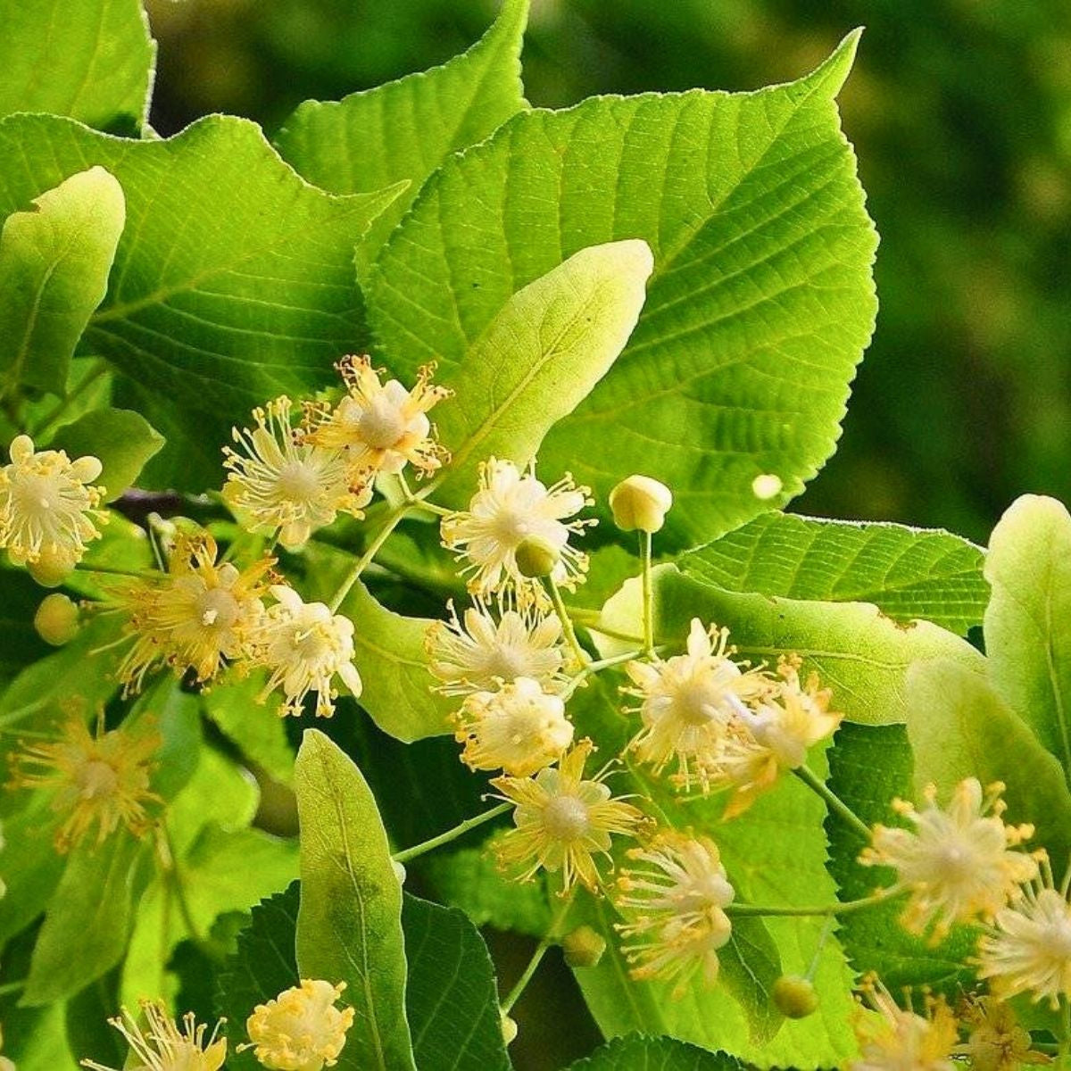 Tilia cordata - Skogslind