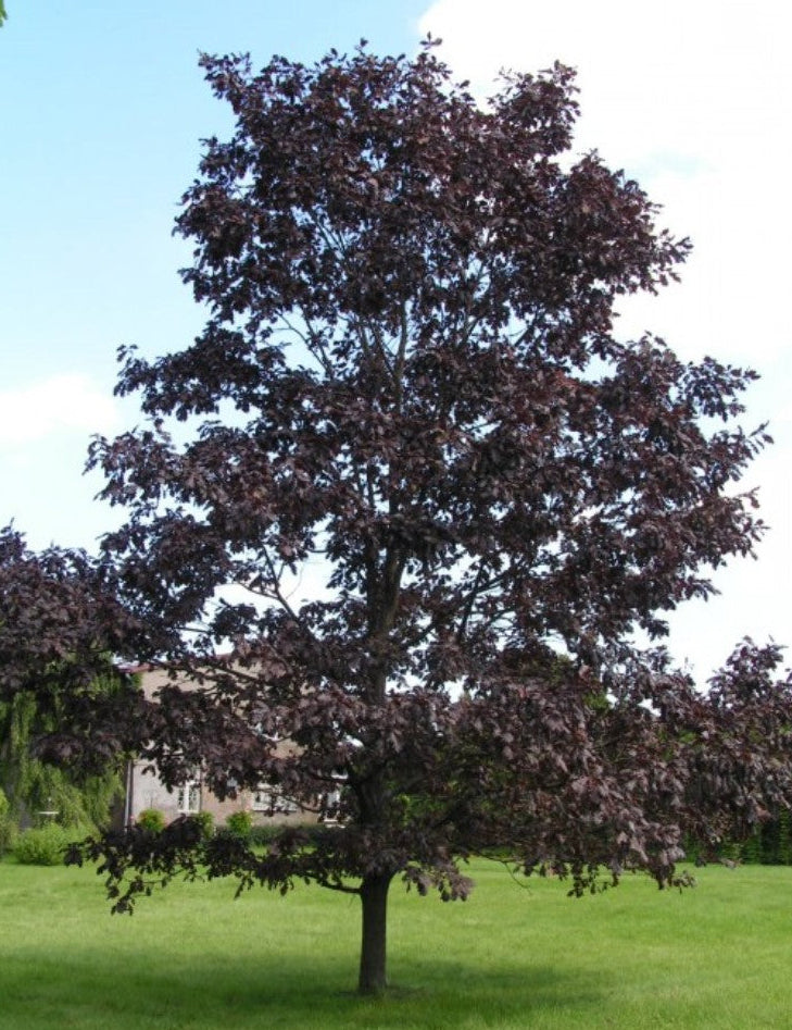 Quercus robur 'Timuki' - Tammi (Puna/purppura)