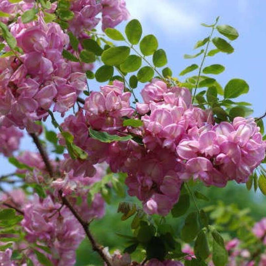 Robinia pseudoacacia - Valeakaasia