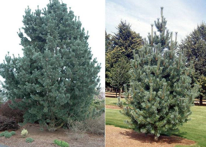 Pinus Flexilis 'Vanderwolf's Pyramid' - Kalliovuortensembra