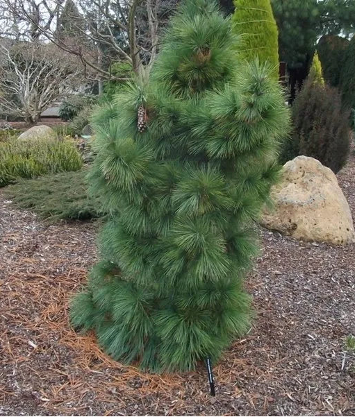 Pinus Schwerinii 'Wierthost' - Schwerin pine 