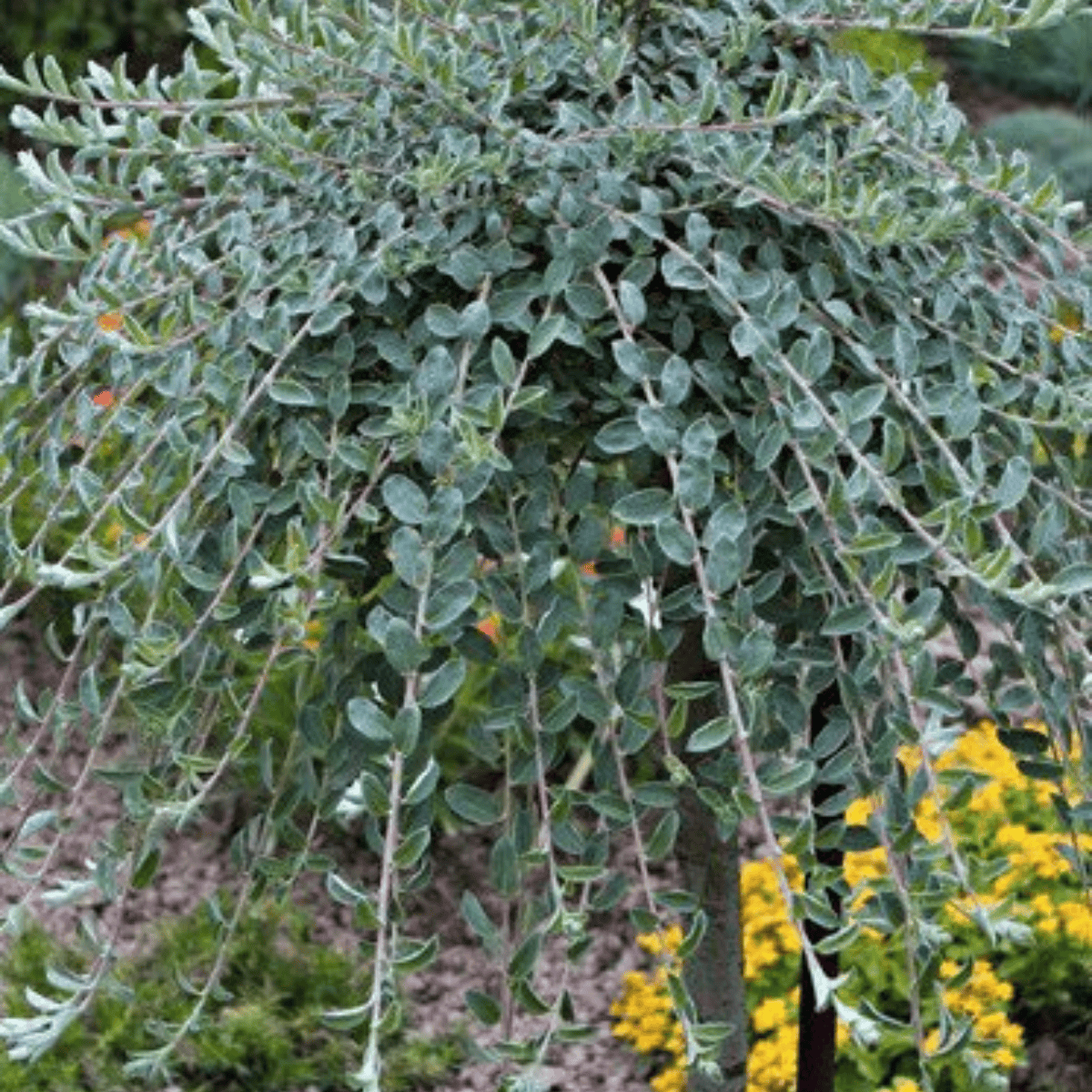 Salix repens argentea pa - Hietikkopaju PA 90