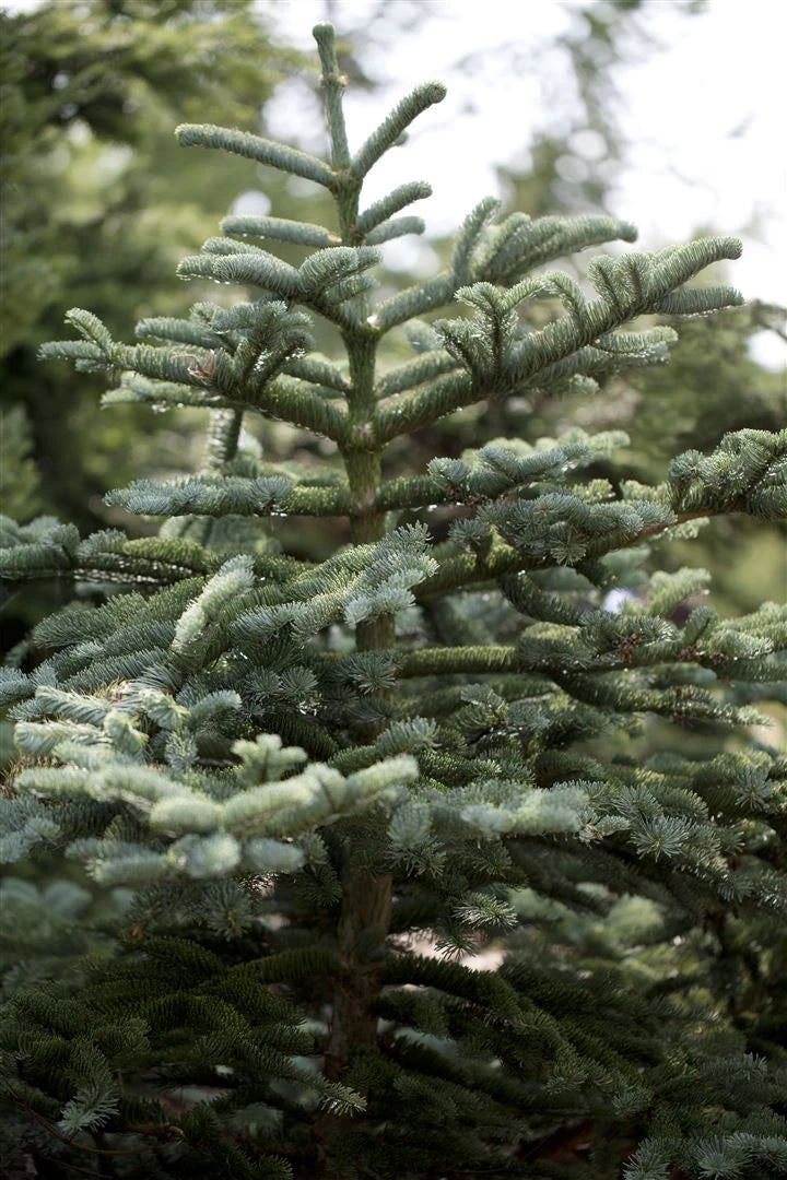 Abies concolor - Gray spruce 