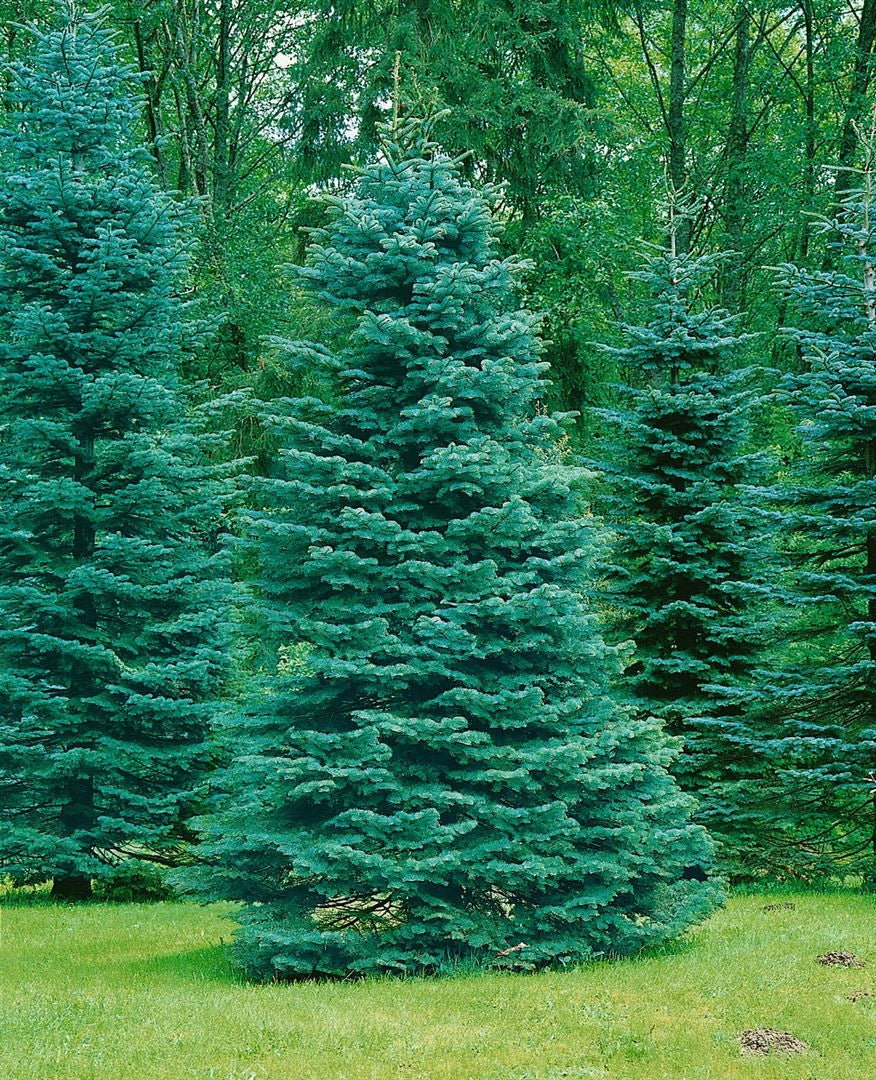 Abies concolor - Gray spruce 