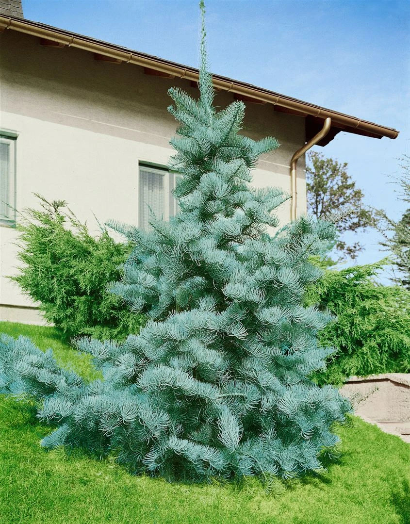 Abies concolor - Gray spruce 