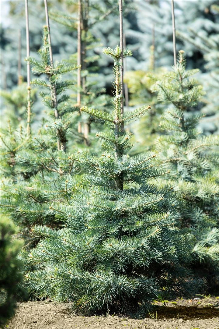 Abies concolor - Gray spruce 