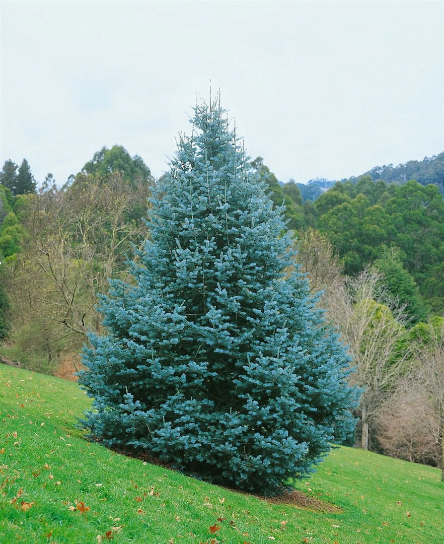 Abies concolor - Gray spruce 