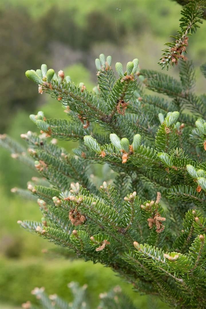 Abies Koreana `Silberlocke` - Dwarf Koreana 