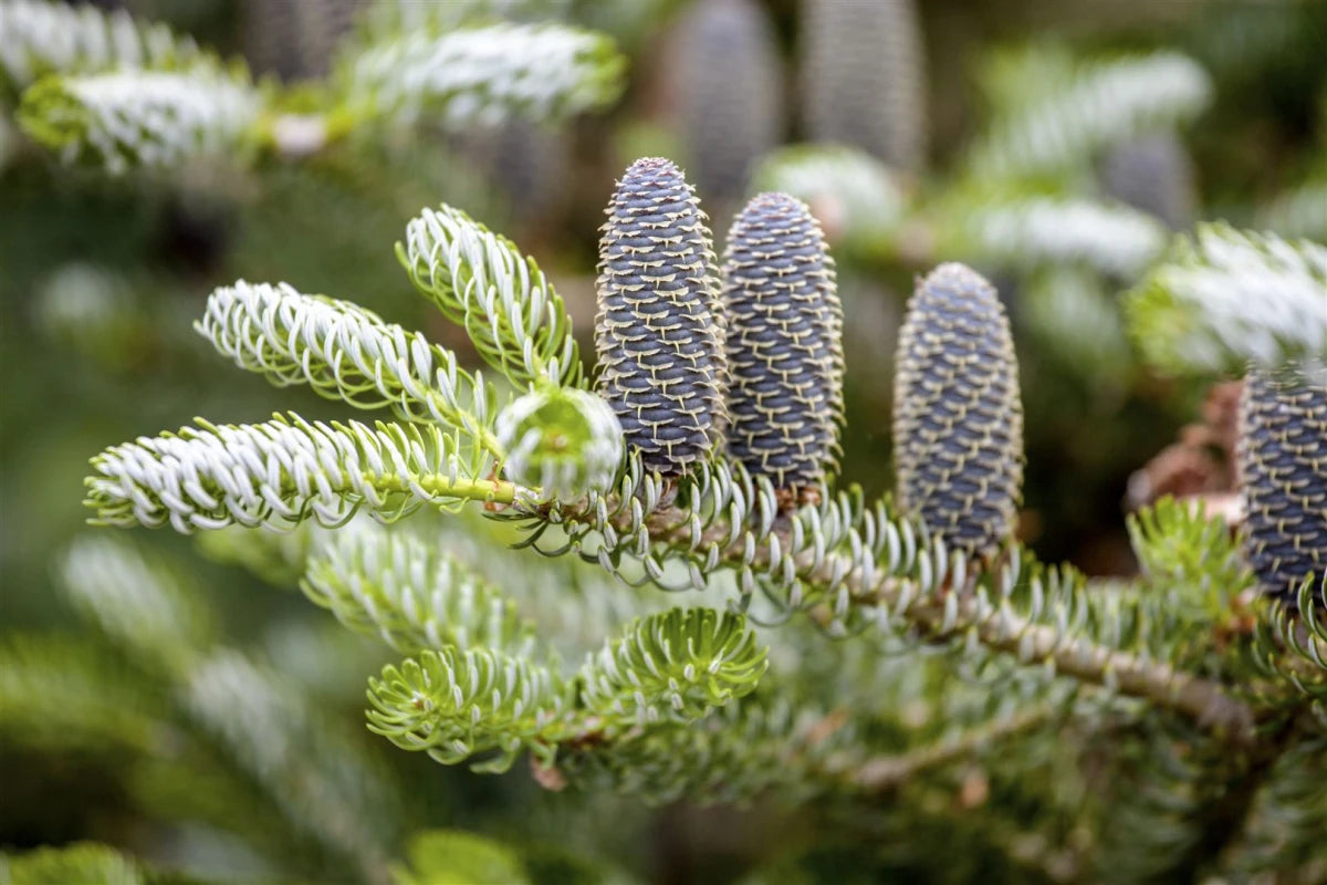 Abies Koreana `Silberlocke` - Dwarf Koreana 