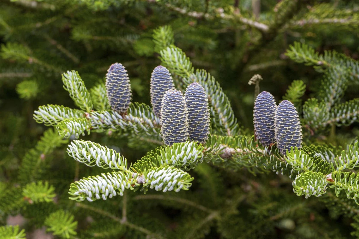 Abies Koreana `Silberlocke` - Dwarf Koreana 