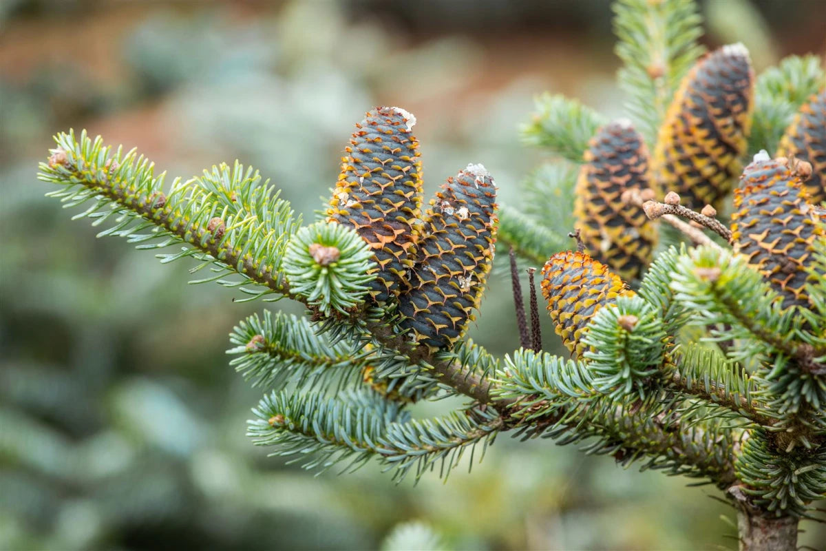 Abies Koreana `Silberlocke` - Dwarf Koreana 