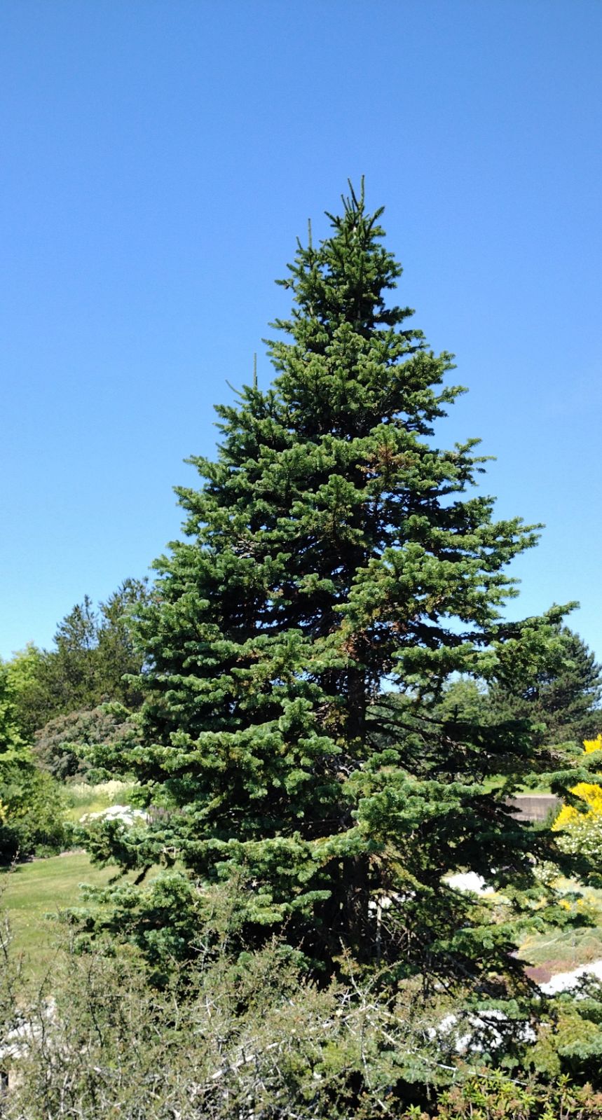 Abies lasiocarpa - Lännenpihta