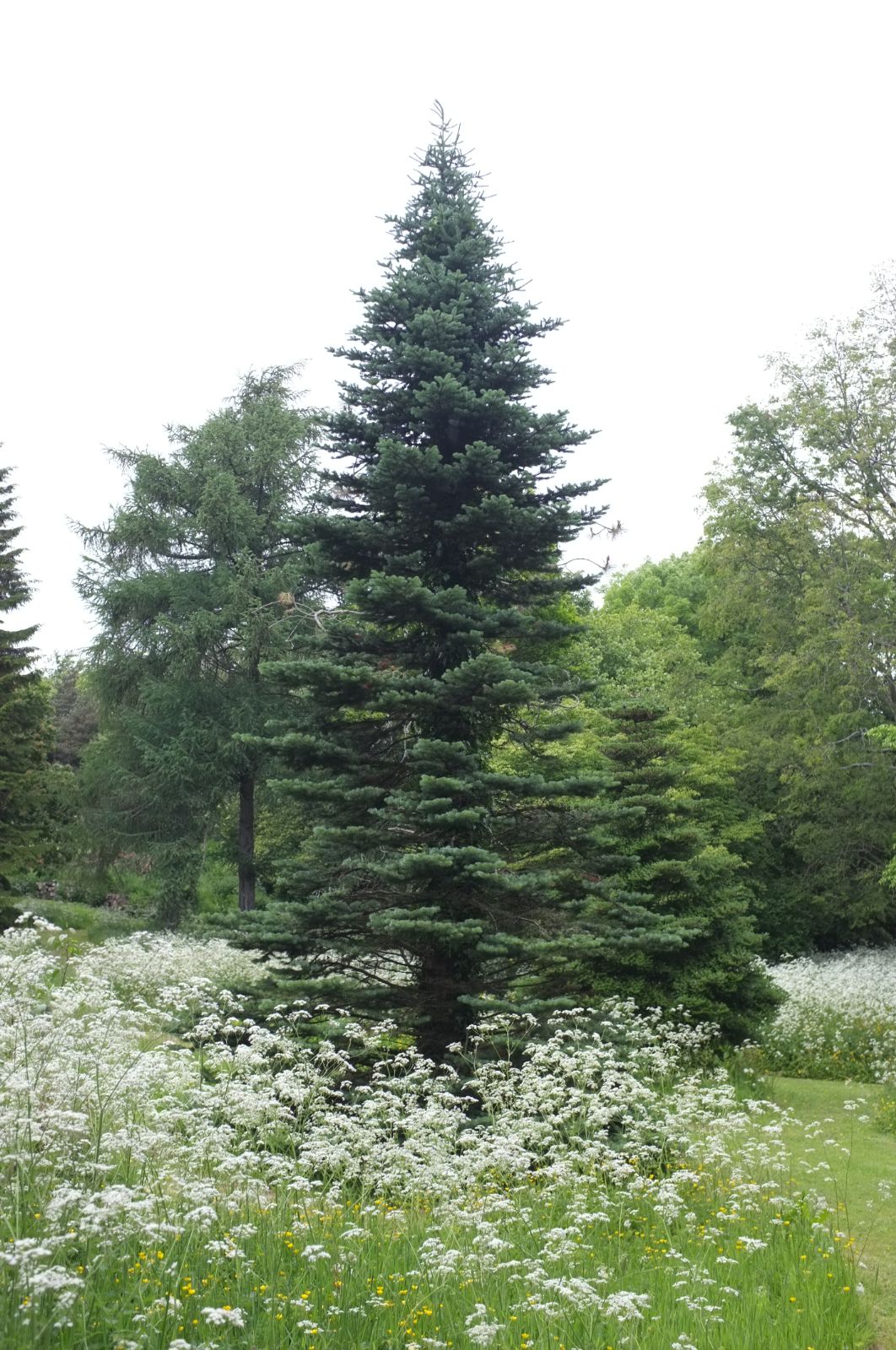 Abies lasiocarpa - Lännenpihta