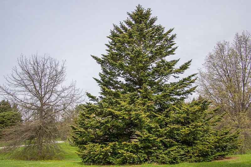 Abies nordmanniana - Kaukasianpihta