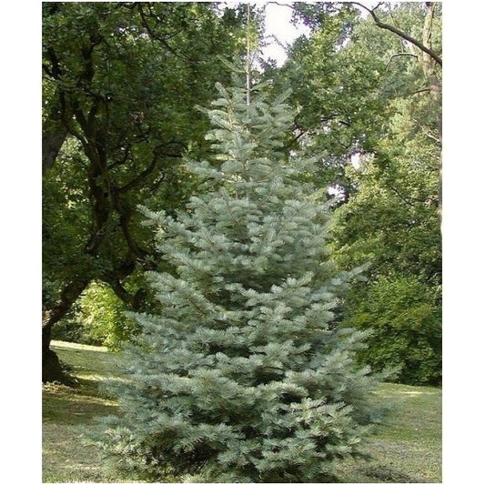 Abies concolor - Gray spruce 