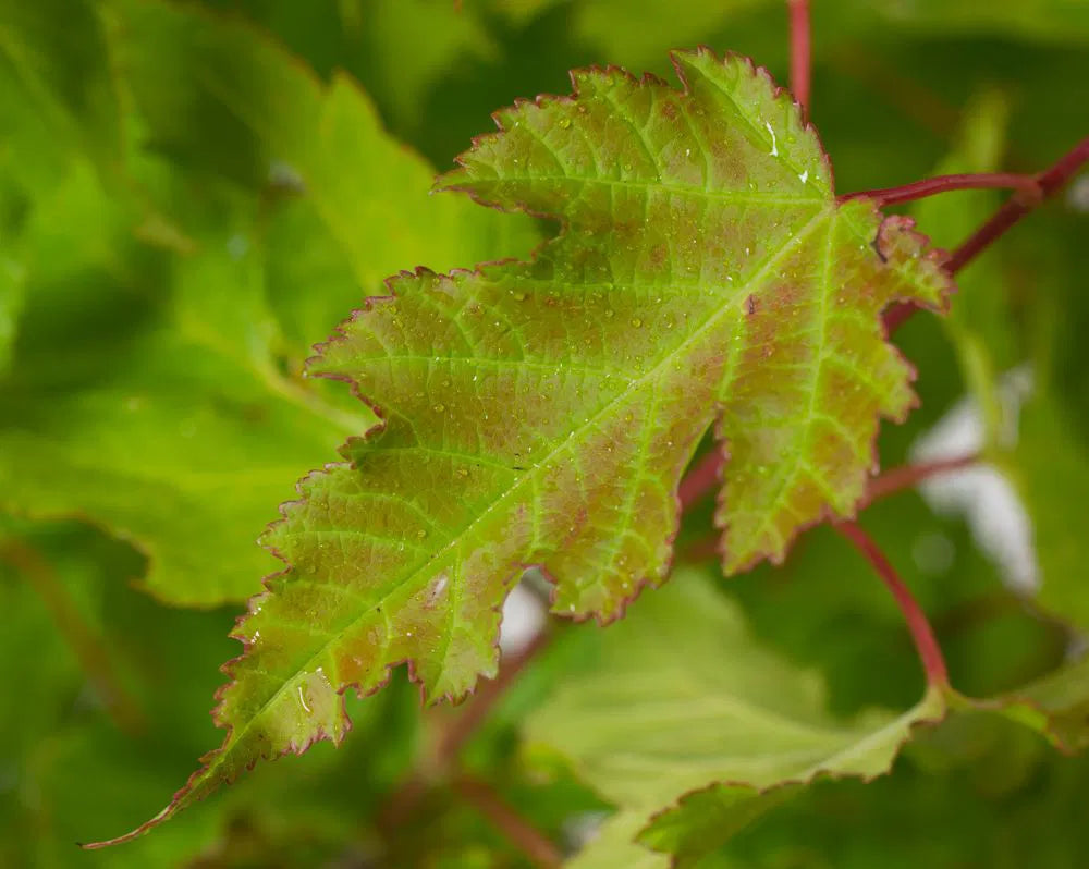 Acer tataricum Ginnala Fire - Tataarivaahtera