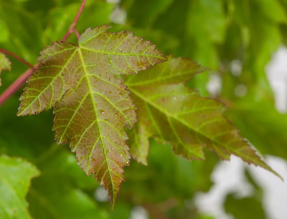 Acer tataricum Ginnala Fire - Tataarivaahtera