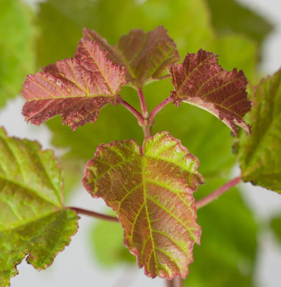 Acer tataricum Ginnala Fire - Tataarivaahtera