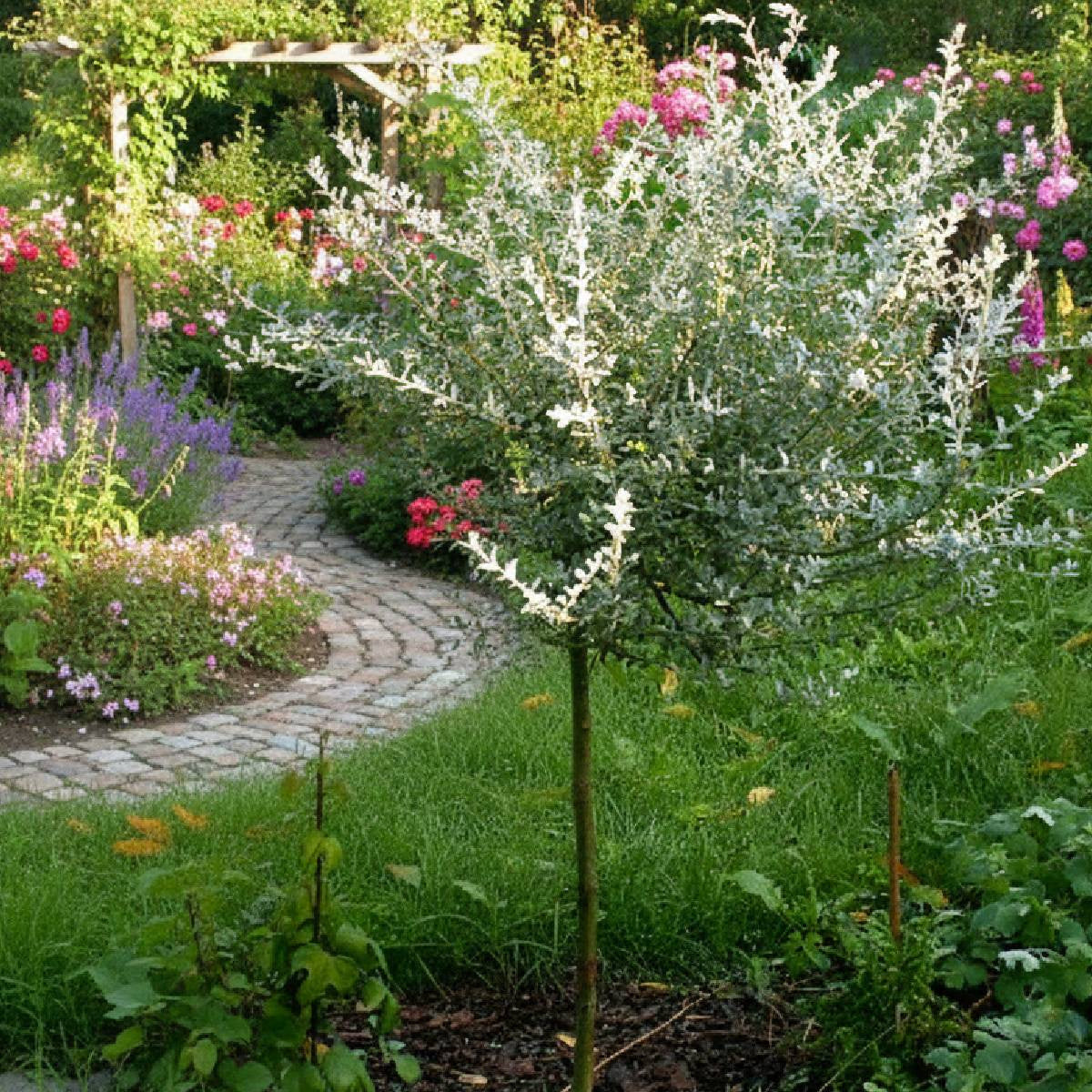 Salix repens argentea pa - Hietikkopaju PA 90