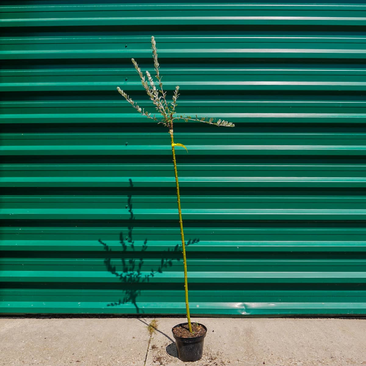 Salix repens argentea pa - Hietikkopaju PA 90