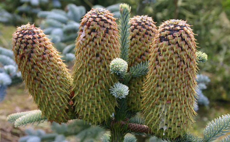 Abies procera 'Glauca' - Aitopihta, Jalopihta (Kuningaspihta)