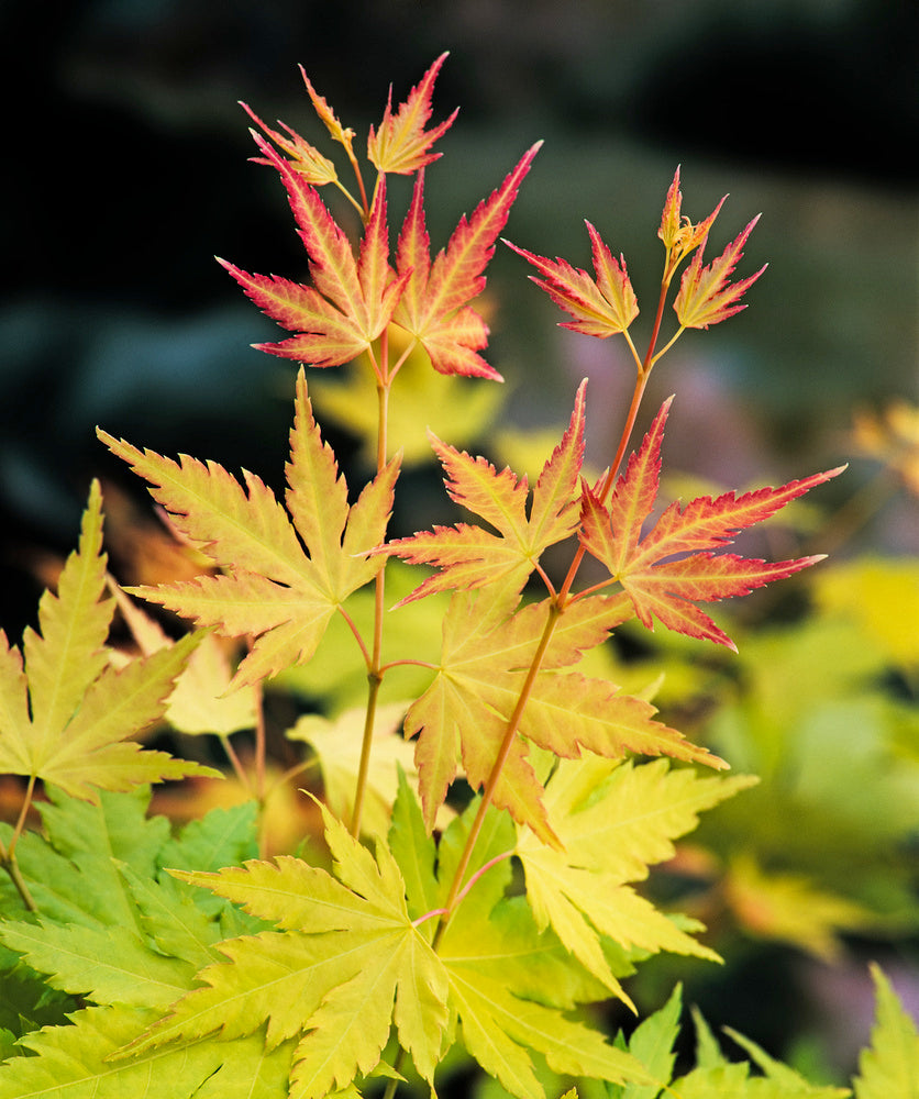 Acer palmatum 'Orange Dream' - Japanese maple 