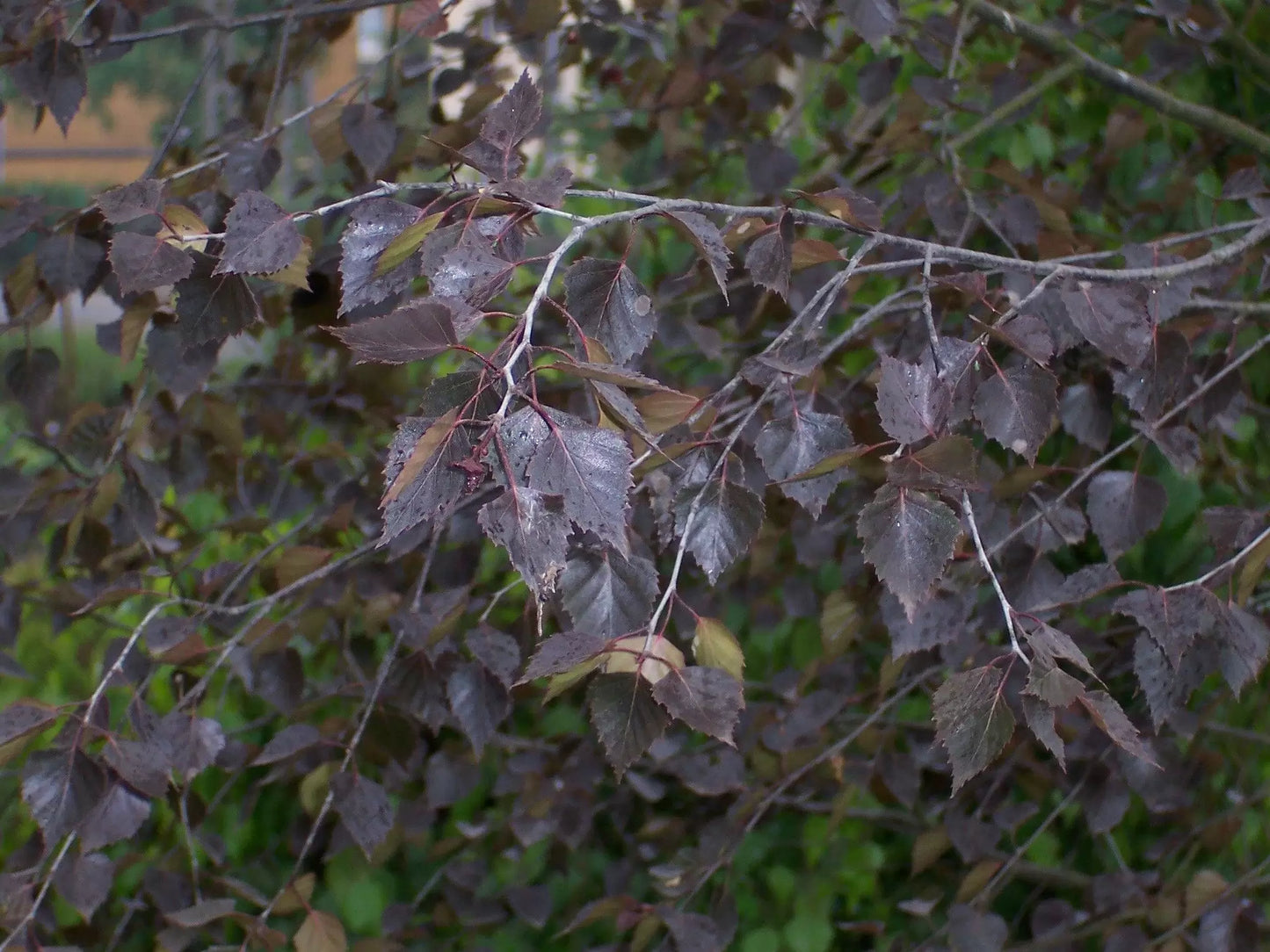Betula Pendula 'Royal Frost' - Purppurakoivu / Rauduskoivun punalehtinen muoto