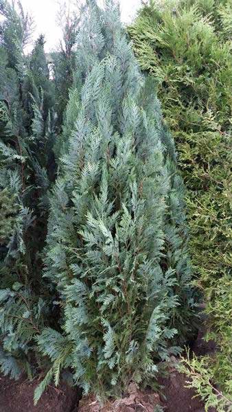 Chamaecyparis lawsoniana 'Columnaris' - Lawsoninsypressi / Valesypressi