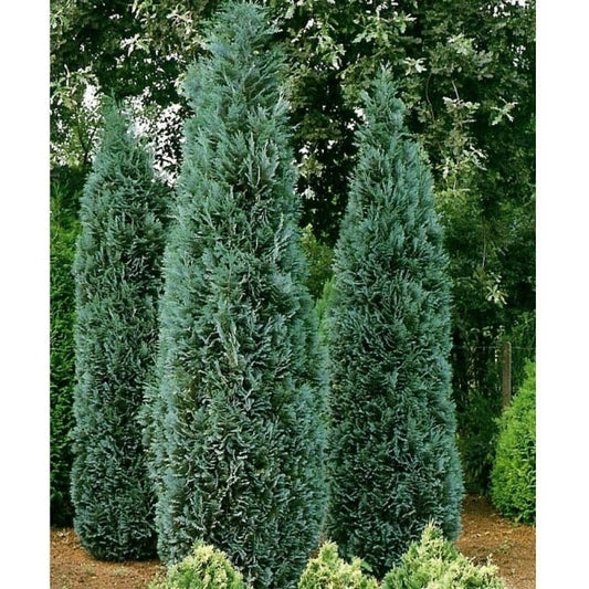 Chamaecyparis lawsoniana 'Columnaris' - Lawson's Cypress / False Cypress 