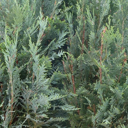 Chamaecyparis lawsoniana 'Columnaris' - Lawsoninsypressi / Valesypressi