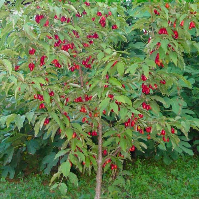 Cornus mas - Punamarjakanukka