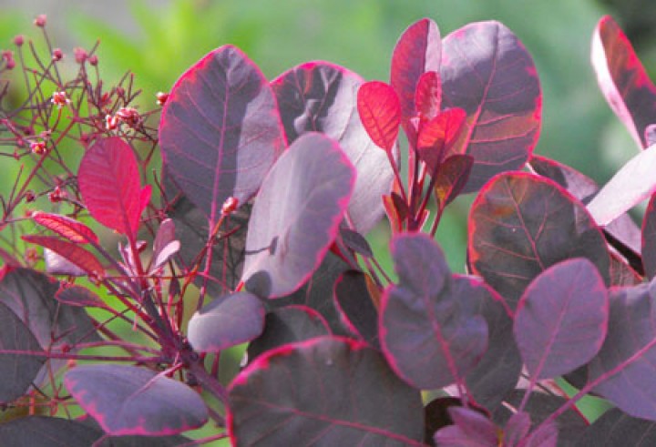 Cotinus Coggygria 'Royal Purple' - Punaperuukkipensas