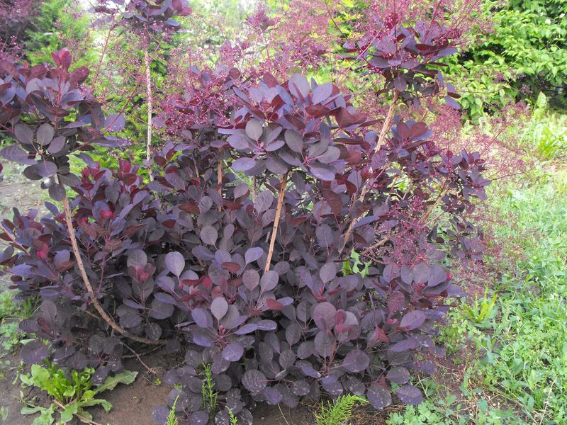 Cotinus Coggygria 'Royal Purple' - Punaperuukkipensas