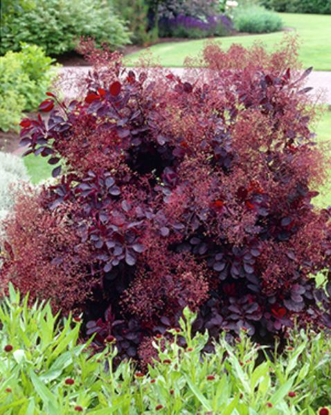 Cotinus Coggygria 'Royal Purple' - Punaperuukkipensas