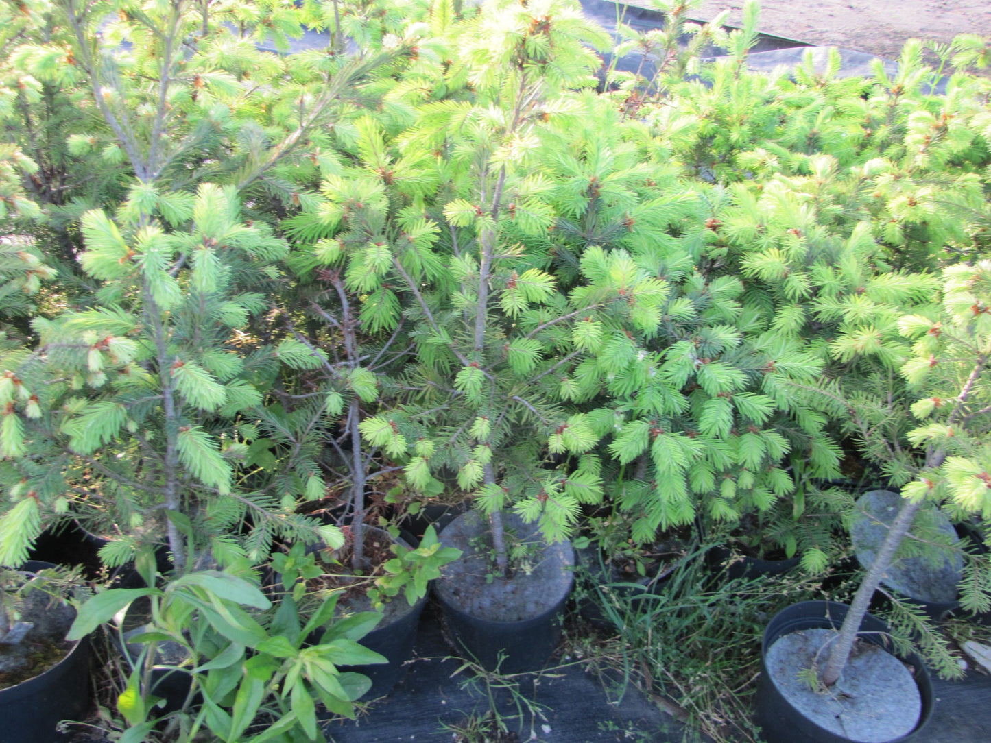 Pseudotsuga menziesii - Douglas fir, blue variety 