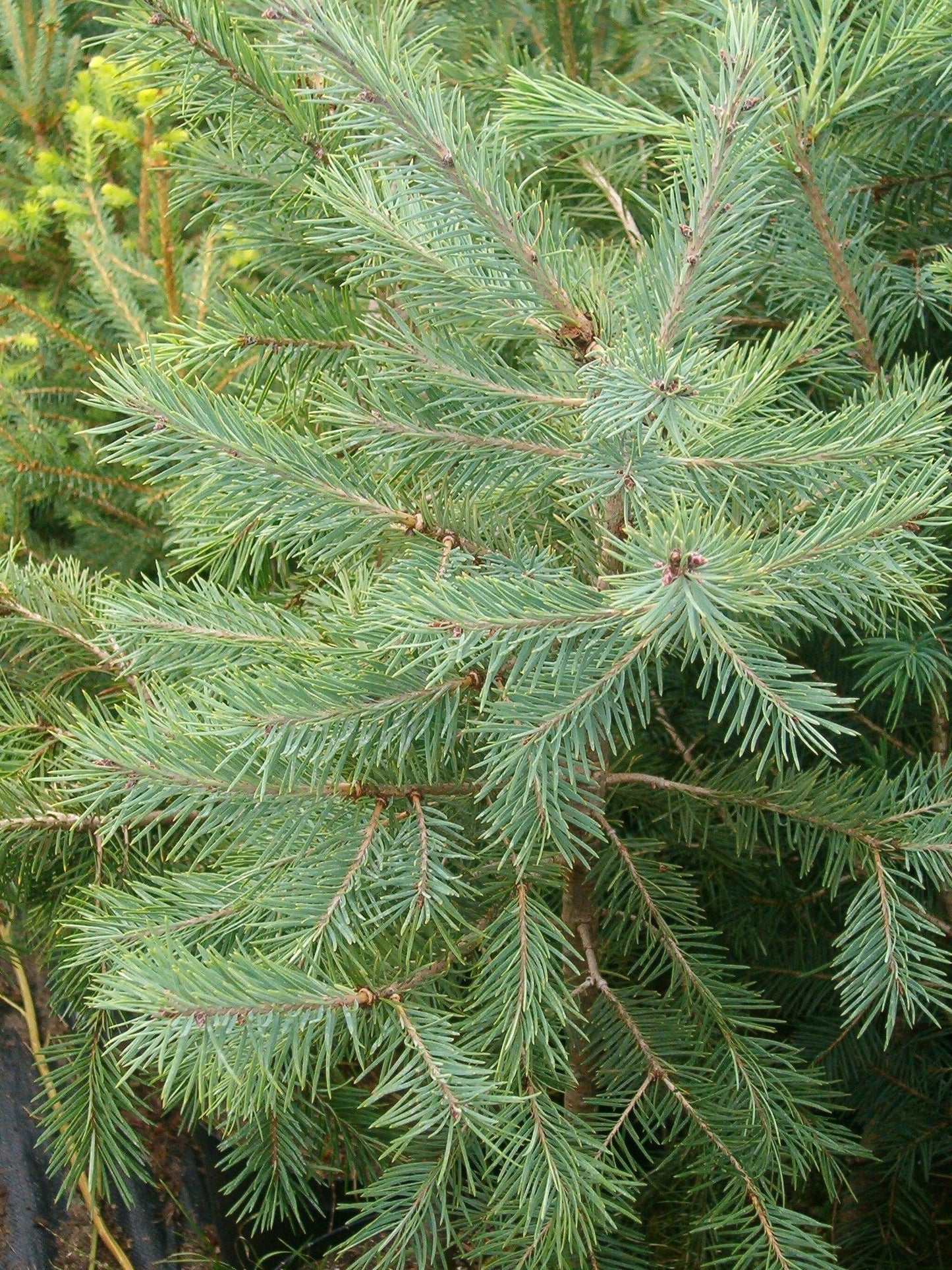Pseudotsuga menziesii - Douglas fir, blue variety 