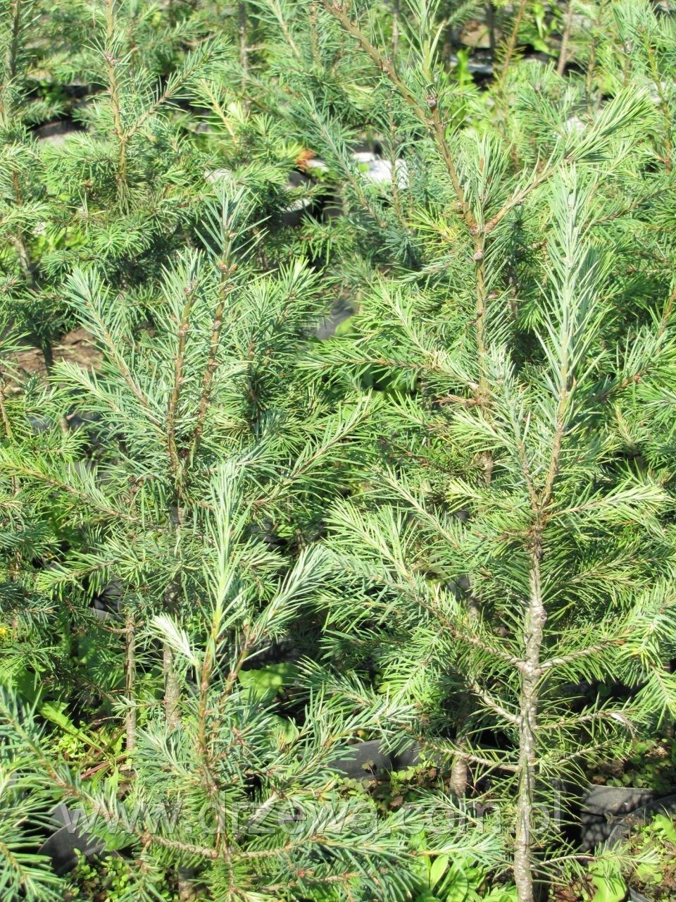 Pseudotsuga menziesii - Douglas fir, blue variety 