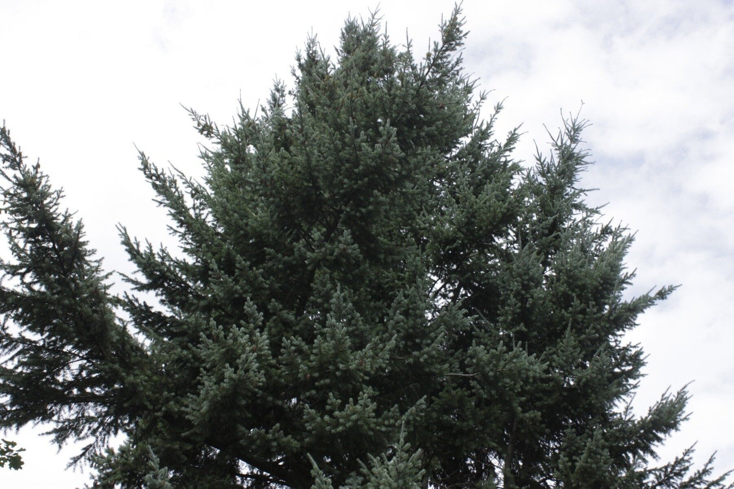 Pseudotsuga menziesii - Douglas fir, blue variety 