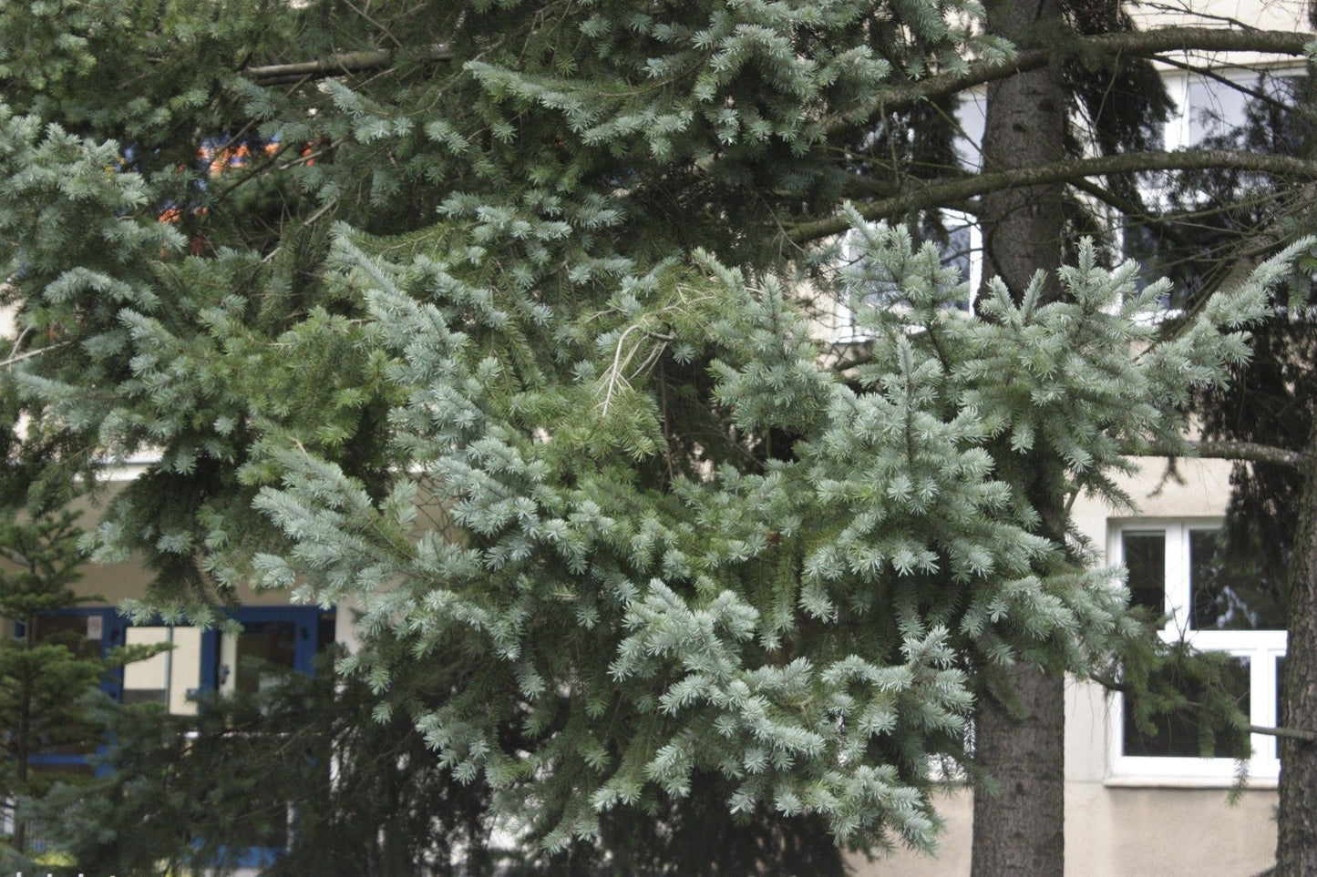Pseudotsuga menziesii - Douglas fir, blue variety 