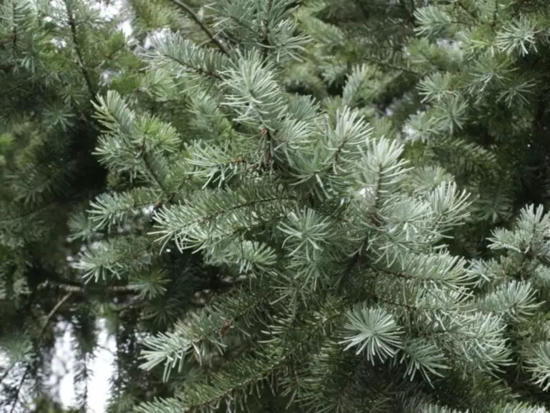Pseudotsuga menziesii - Douglas fir, blue variety 