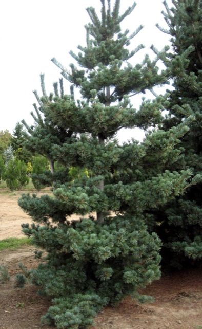 Pinus parviflora "Tempelhof" - Neidonmänty
