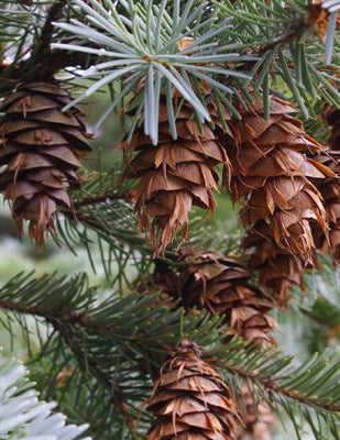 Pseudotsuga menziesii 'Glauca' - Harmaadouglaskuusi