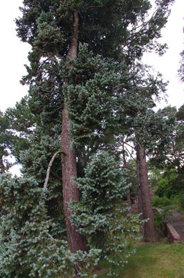 Pseudotsuga menziesii - Douglas fir, blue variety 
