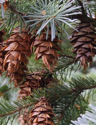Pseudotsuga menziesii - Douglas fir, blue variety 