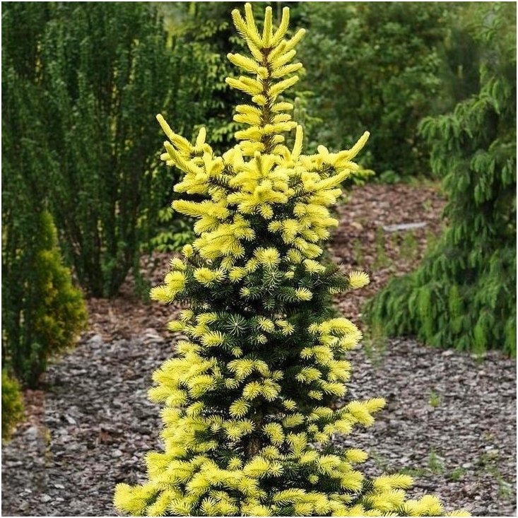 Picea Pungens ‘Maigold’ - Okakuusi/Sinikuusi (keltainen)
