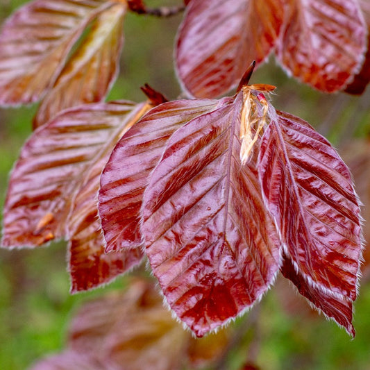 Fagus sylvatica 'Atropurpurea' - Punapyökki (Veripyökki)