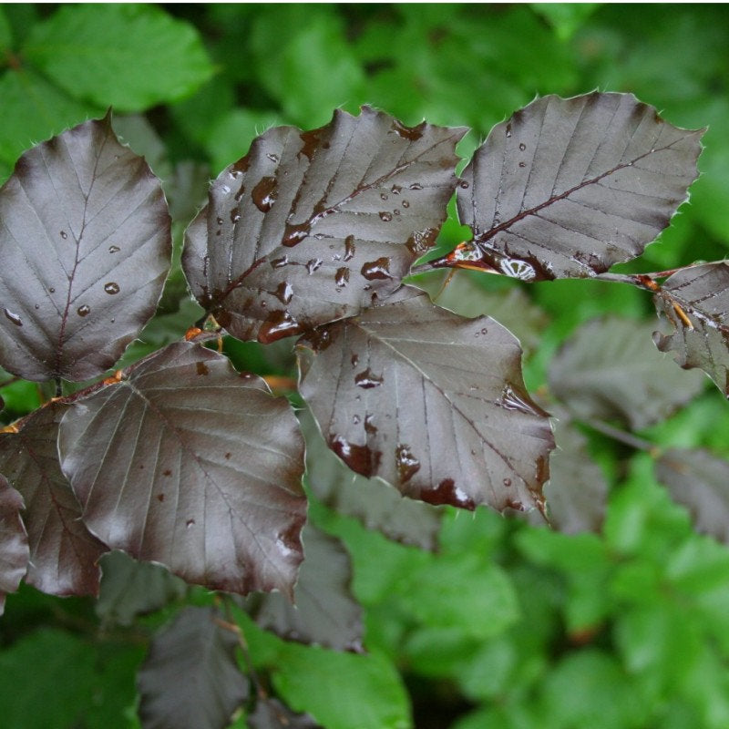 Fagus sylvatica 'Atropurpurea' - Punapyökki (Veripyökki)