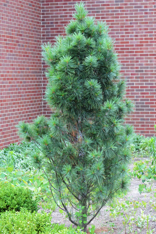 Pinus Strobus "Fastigiata" - Strobus pine 