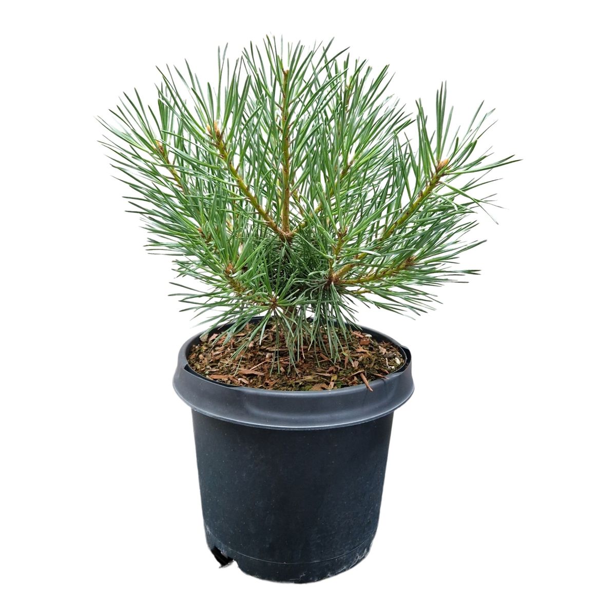 Pinus sylvestris 'Chantry Blue' - Kääpiösinimänty